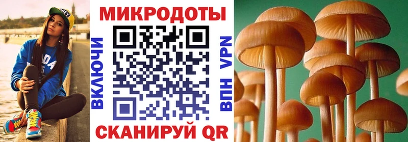 Галлюциногенные грибы Psilocybe  Саяногорск 