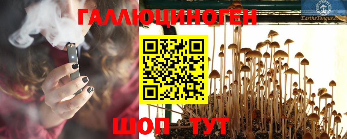 Псилоцибиновые грибы Psilocybine cubensis Саяногорск